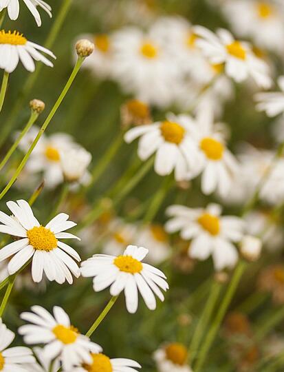 Wohin im April campen? Tipps und Reiseziele für eine Frühlingsauszeit mit Les Castels