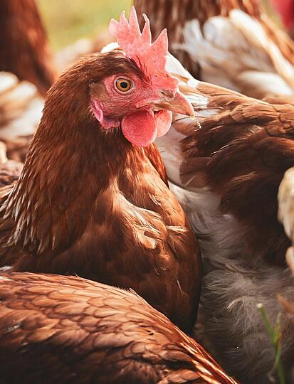 Rezept: der Sarthoise-Eintopf des Château de Chanteloup