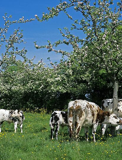 Calvados entdecken: die schönsten Sehenswürdigkeiten